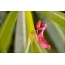 Red mantis, క్రీట్ ద్వీపంలో తీసిన ఫోటో