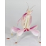 Orquídea mantis en toda a súa gloria
