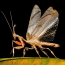Mantis Phyllocrania პარადოქსი. ჰაბიტატი - მადაგასკარი
