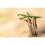 Mantis on a flower, photo №2