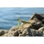 Praying mantis on the top of a cliff