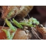 Η νεογέννητη προσευχητική μαντίτιδα επιτίθεται από ένα μυρμήγκι