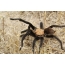Spider spider lati inu irisi aphonopelma (Latin), awọn apọju aphonopelma apọju tabi hentzi