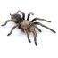 Η θηλυκή αράχνη Aphonopelma johnnycashi (Λατινική) του γένους Aphonopelma