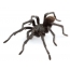 Araña macho macho Aphonopelma johnnycashi (latina) del género Aphonopelma
