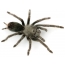 Den fuglspiseriske edderkoppen kvinnelige Aphonopelma saguaro (Latin) av slekten Aphonopelma