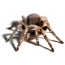Paukščių valgyti voras Aphonopelma lookanni (lotyniškas), priekinis vaizdas