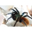 Xromatopelma siyanoprubkalarining turlari bo'yicha ayollar tarantula