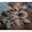 Voksen mannlige tarantula av arten Grammostola porteri (Chilenske rosa tarantula)