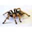 Femra merimangë, Nhandu coloratovillosus