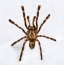 Ẹri apẹrẹ ti awọn eye-eating spider Poecilotheria vittata