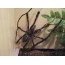 Paukščių voras Poecilotheria rufilata rūšys
