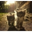 Naljakad fotod kassipoegadest