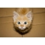 Smiješne fotografije mačića