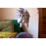 Naljakad fotod kassipoegadest