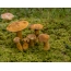 Mushroom-foto
