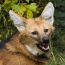 Muzzle of the Maned Wolf