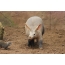 Aardvark en Mongoose
