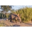 Young aardvark