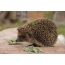 Hedgehog në një gur