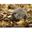 Foto hedgehog ing musim gugur