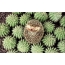 Hedgehog ati cacti