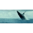 Gambar GIF: paus melompat keluar dari air
