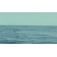 תמונה GIF: לווייתן קופץ מתוך המים