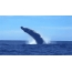 GIF slika: kit skače iz vode