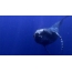 GIF slika: grbavi kit