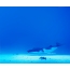 GIF slika: kit na dnu