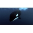 I-GIF umfanekiso: i-whale yombulali phantsi kwamanzi