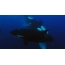 GIF resmi: su altında bir katil balina sürüsü