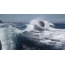 Gambar GIF: paus pembunuh sedang berenang di belakang kapal