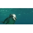 GIF picha: dolphin chini ya maji