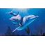 Gambar lumba-lumba di laut
