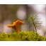 Foto di funghi: finferli