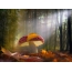 Foto di funghi: Amanita nella foresta