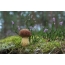Mushroom-foto