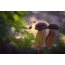 Foto di funghi: due fratelli