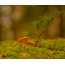 Photo de champignons: girolles