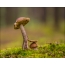 Mushroom-foto's: jonge mensen groeien op