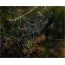 Φωτογραφίες του ιστού. Αράχνης στην πρωινή δροσιά. Περιοχή Μόσχα, περιοχή Ramensky, περιοχή με πλατφόρμα Khripan