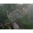 ウェブの写真朝露のクモの巣。モスクワ地域、ラメンスキー地区、プラットフォームW /プラットフォームKhripan