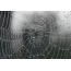 Foto web. Dew jatuh ke web
