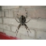 Larawan: spider sa web