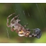 Larawan: spider entangles lumipad sa web