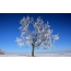 Fotografija stabla zimi