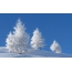 Prirodne fotografije zimi