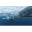 Foto van zeehonden